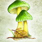 Mushroom Spirit Oracle(36 Cards & 112-Page Book)