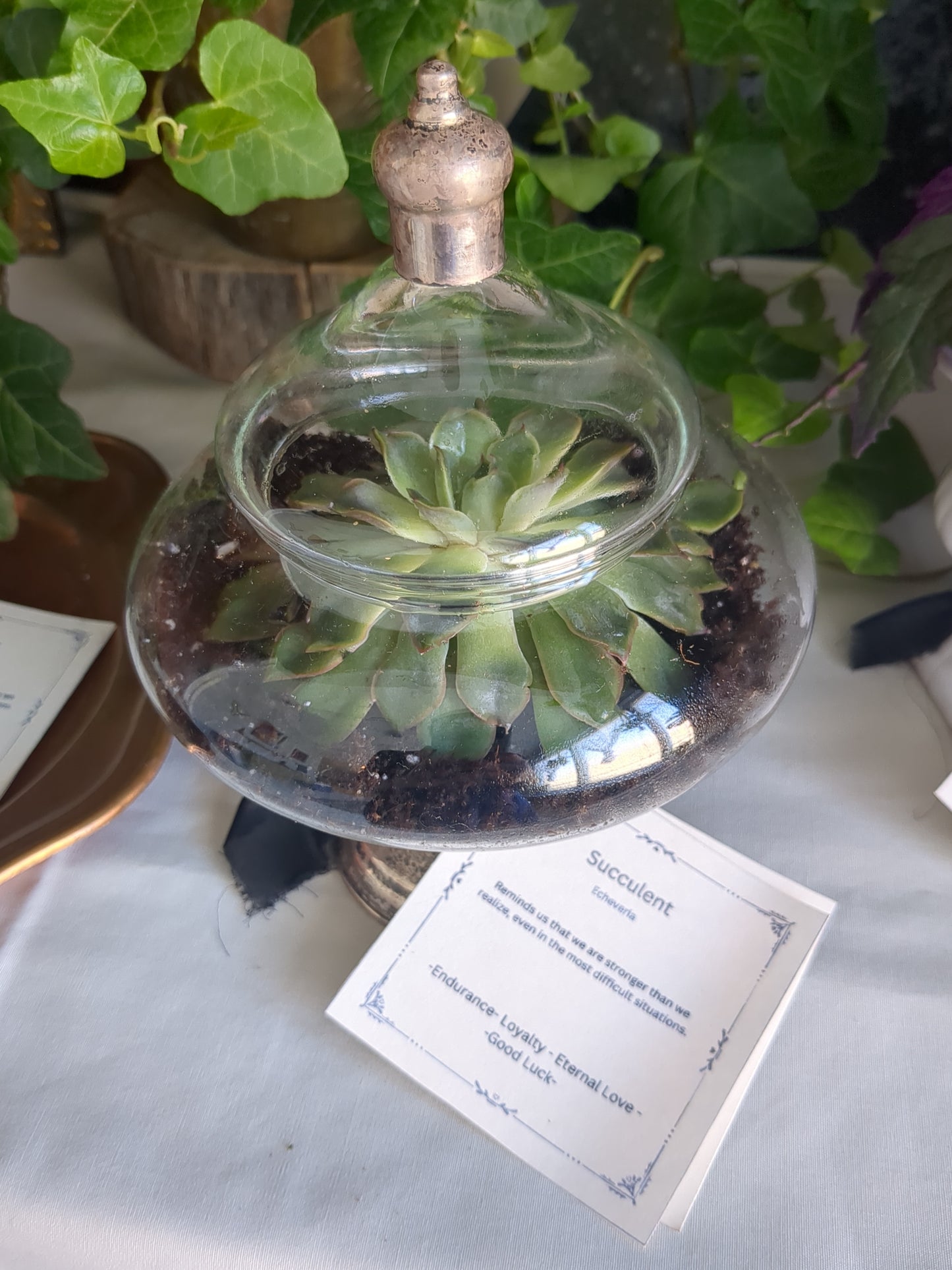 Succulent in vintage glass terrarium