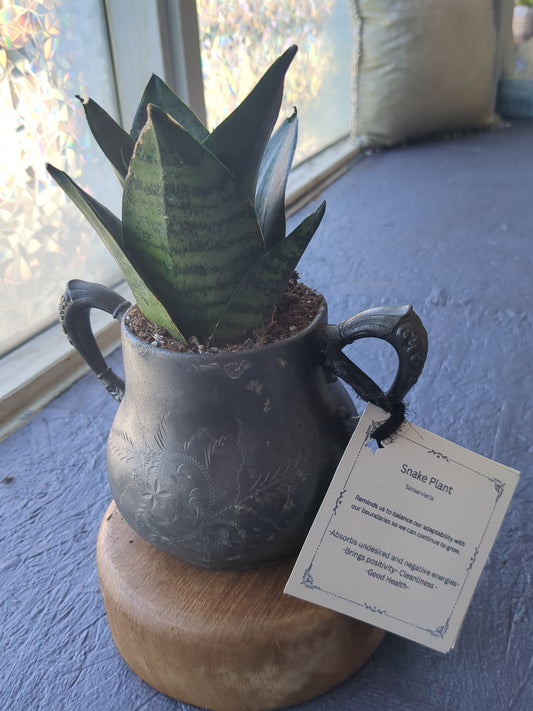 Snake Plant in Vintage Pot w/double handles