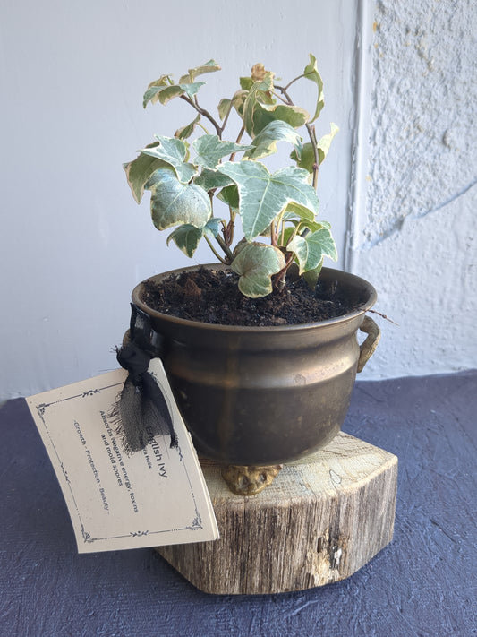 English Ivy in vintage brass pot