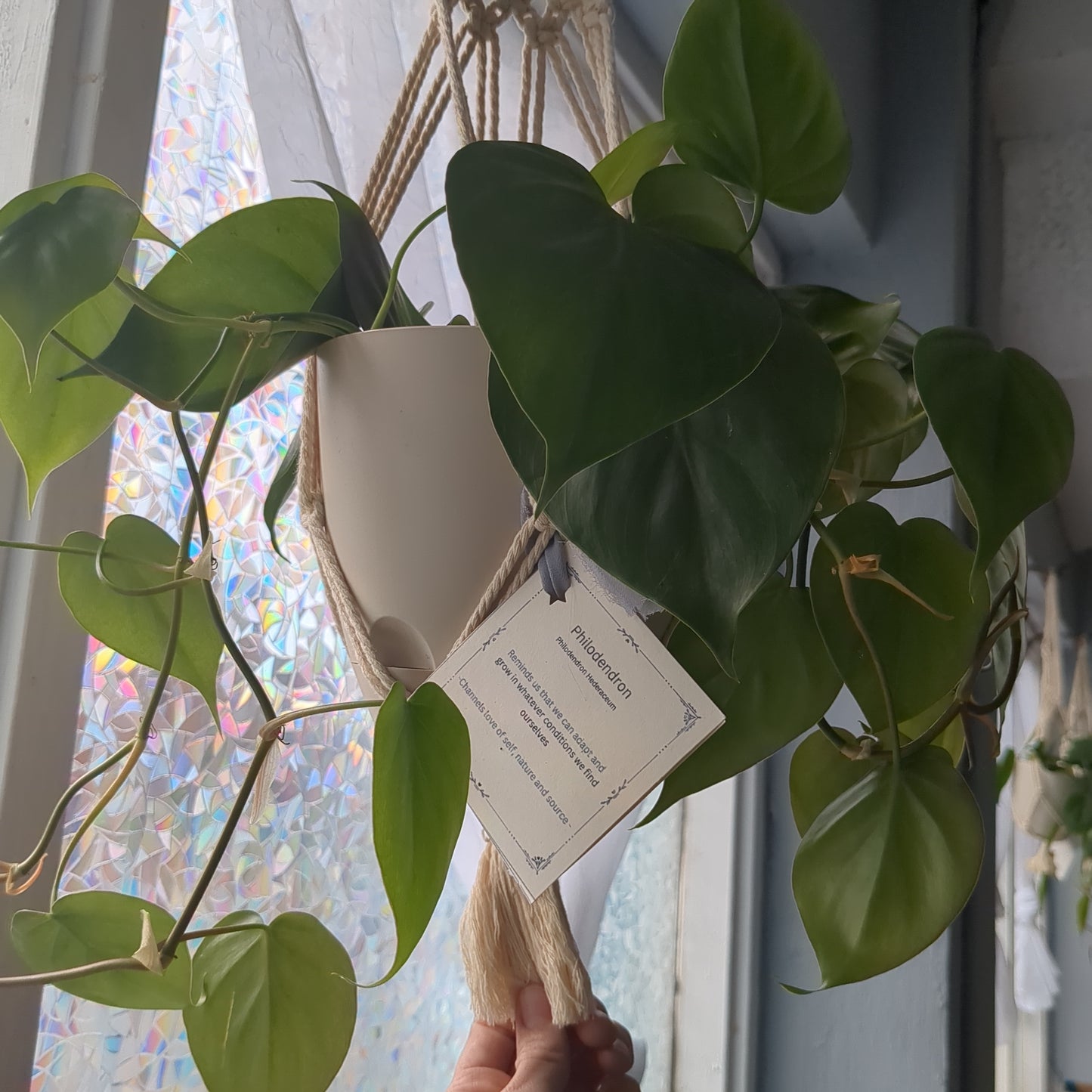 Hanging Philodendron